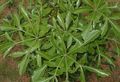   világos zöld Szobanövények Szikla Káposzta Fa / Cussonia natalensis fénykép
