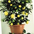 Photo Lemon Tree description