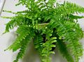   绿 室内植物 剑蕨 / Nephrolepis 照