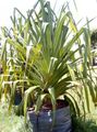 Photo Screw Pine Herbaceous Plant description