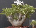   მწვანე შიდა მცენარეები Pachypodium სურათი
