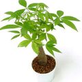   grønn Innendørs Planter Guyana Kastanje, Vannkastanjer treet / Pachira aquatica Bilde