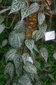   bigarré des plantes en pot Celebes Poivre, Poivre Magnifique une liane / Piper crocatum Photo