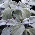   сріблястий Кімнатні Рослини Плектрантус чагарник / Plectranthus Фото