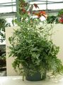   green Indoor Plants Pteris Photo