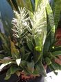   モトリー 屋内植物 サンセベリア / Sansevieria フォト