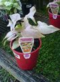   ვერცხლისფერი შიდა მცენარეები Syngonium ლიანა სურათი