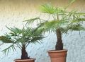 Foto Fortunei Palm Bäume Beschreibung