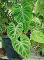   green Indoor Plants Philodendron liana / Philodendron  liana Photo