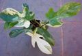   motley Toataimed Filodendron Liana ronitaim / Philodendron  liana Foto