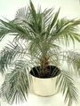Photo Date Palm Tree description