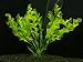 Photo Une plante libre D´aponogeton ulvaceus, plante aquatique nouveau best-seller 2024-2023