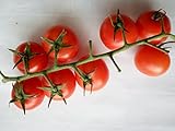 SEMI POMODORO CILIEGINO DI PACHINO foto, bestseller 2025-2024 nuovo, miglior prezzo EUR 5,50 recensione