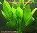 Photo 1 pot Echinodorus Bleheri, plantes d'aquarium nouveau best-seller 2024-2023