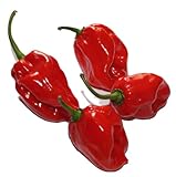 PEPERONCINO HABANERO ROSSO NR.25 SEMI foto, bestseller 2025-2024 nuovo, miglior prezzo EUR 1,98 recensione