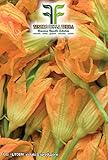 40 C.ca Semi Zucchino da fiori - Cucurbita Pepo In Confezione Originale Prodotto in Italia - Zucchine da fiore foto, bestseller 2024-2023 nuovo, miglior prezzo EUR 7,40 recensione