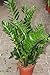Photo Plante d'intérieur - Plante pour la maison ou le bureau - Zamioculcas zamiifolia, hauteur environ 70 cm - Également surnommée « Plante ZZ » nouveau best-seller 2024-2023
