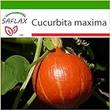 SAFLAX - Zucca di Hokkaido - 10 semi - Con substrato - Cucurbita maxima foto, bestseller 2024-2023 nuovo, miglior prezzo EUR 4,45 recensione