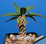 Pinkdose Grande promozione Celestial Being Bonsai - Cactus - Anti-Radiazioni pianta in Vaso Giardino di Famiglia 100 pc/Pacchetto, 3YC7UH foto, bestseller 2024-2023 nuovo, miglior prezzo  recensione