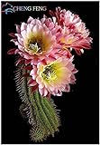 Pinkdose Benessere Piante Celestial - Cactus - pianta in Vaso Piante Anti-Radiazioni Famiglia 100 pc/Pacchetto: Violet foto, bestseller 2024-2023 nuovo, miglior prezzo  recensione