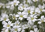 Semi di neve-in-estate - Cerastium tomentosum foto, bestseller 2024-2023 nuovo, miglior prezzo EUR 2,66 recensione