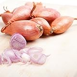 Semi di scalogno - Allium cepa foto, bestseller 2024-2023 nuovo, miglior prezzo EUR 3,44 recensione