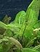 Photo Une plante libre D´aponogeton madagascariensis, plante aquatique nouveau best-seller 2024-2023