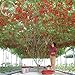 foto Heirloom gigante pomodoro Albero, 100 semi, sano deliziosa nutriente frutti commestibili E3617 nuovo bestseller 2024-2023