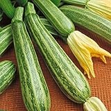 Zucchino lungo Fiorentino (Semente) foto, bestseller 2024-2023 nuovo, miglior prezzo EUR 1,10 recensione