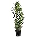 Foto Lorbeer | Laurus nobilis - Freilandpflanze im Gärtnertopf - Winterhart - ⌀21 cm - ↕60-70 cm neu Bestseller 2024-2023
