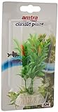 Amtra A8011252 Planta Clásica Egeria Flowers Bicolor, S (5 x 10 cm) Foto, éxito de ventas 2024-2023 nuevo, mejor precio 1,93 € revisión