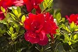 Encore Azalea Autumn Bonfire (1 Gallon) Red Flowering Shrub - Full Sun Live Outdoor Plant Photo, bestseller 2024-2023 new, best price $22.50 review