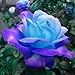 Foto 50 Stück Samen Lebensfähige natürliche Mini-Zierpflanzen Pink Blue Rose Seeds für Yard - Pink Blue Rose Seeds neu Bestseller 2024-2023