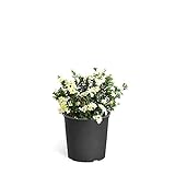 Brighter Blooms - Dwarf Radicans Gardenia Shrub - Indoor/Outdoor Flowering Plant, 3 Gallon, No Shipping to AZ Photo, bestseller 2024-2023 new, best price $59.99 review