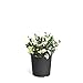 Photo Brighter Blooms - Dwarf Radicans Gardenia Shrub - Indoor/Outdoor Flowering Plant, 3 Gallon, No Shipping to AZ new bestseller 2024-2023
