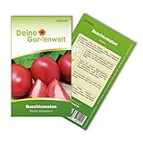 Buschtomaten Roma VF Samen - Solanum lycopersicum - Tomatensamen - Gemüsesamen - Saatgut für 20 Pflanzen Foto, Bestseller 2024-2023 neu, bester Preis 1,99 € (0,10 € / stück) Rezension