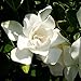 Photo Jubilation Gardenia (2 Gallon) Flowering Evergreen Shrub with Fragrant White Blooms - Full Sun to Part Shade Live Outdoor Plant / Bush - Southern Living Plants new bestseller 2024-2023