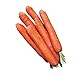 Photo Burpee Nantes Half Long Carrot Seed Tape 83 per tape new bestseller 2024-2023