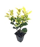 Ligustrum Japonicum Howardi - 10 Live Plants - Privet Howardii - Variegated Evergreen Shrub Photo, bestseller 2024-2023 new, best price $49.98 review