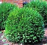 Green Gem Boxwood - Evergreen Stays 3ft with No Pruning - Live Plants in Gallon Pots by DAS Farms (No California) Photo, bestseller 2024-2023 new, best price $32.99 review