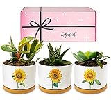 GIFTAGIRL Sunflower Décor Gifts - Pretty Sunflower Mothers Day or Birthday Gifts, Like Our Super Cute Pots are Unique Gifts for Sunflower Lovers for any Occasion and Arrive Beautifully Gift Boxed Photo, bestseller 2024-2023 new, best price $29.99 review