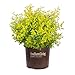 Photo Sunshine Ligustrum (2 Gallon) Evergreen Shrub with Bright Yellow Foliage - Full Sun Live Outdoor Plant - Southern Living Plants… new bestseller 2024-2023