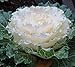 Photo 20 Flowering kale Seeds- Nagoya White’ Ornamental filler ,flower bed,. new bestseller 2024-2023