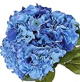 Nikko Blue Hydrangea Shrub-Bare Root-Healthy Plant- 2 Pack by Growers Solution Photo, bestseller 2024-2023 new, best price $43.89 ($21.94 / Count) review