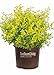 Photo Sunshine Ligustrum (3 Gallon) Evergreen Shrub with Bright Yellow Foliage - Full Sun Live Outdoor Plant - Southern Living Plants new bestseller 2024-2023