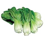 Burpee Toy Choi Cabbage Seeds 200 seeds Photo, bestseller 2024-2023 new, best price $7.23 ($0.04 / Count) review