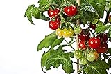 50 piezas de semillas de tomate cherry enano heirloom tomate rojo fruta fresca hortalizas semillas de jardín para plantar Foto, éxito de ventas 2024-2023 nuevo, mejor precio 4,99 € revisión