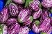 Photo Fairy Tale F1 Eggplant Seeds - Non-GMO - 10 Seeds new bestseller 2024-2023