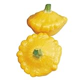 Burpee Sunburst Summer Squash Seeds 25 seeds Photo, bestseller 2025-2024 new, best price $7.73 review