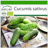 SAFLAX - Ecológico - Pepino - Uva de las colinas - 15 semillas - Cucumis sativus Foto, éxito de ventas 2024-2023 nuevo, mejor precio 3,95 € revisión